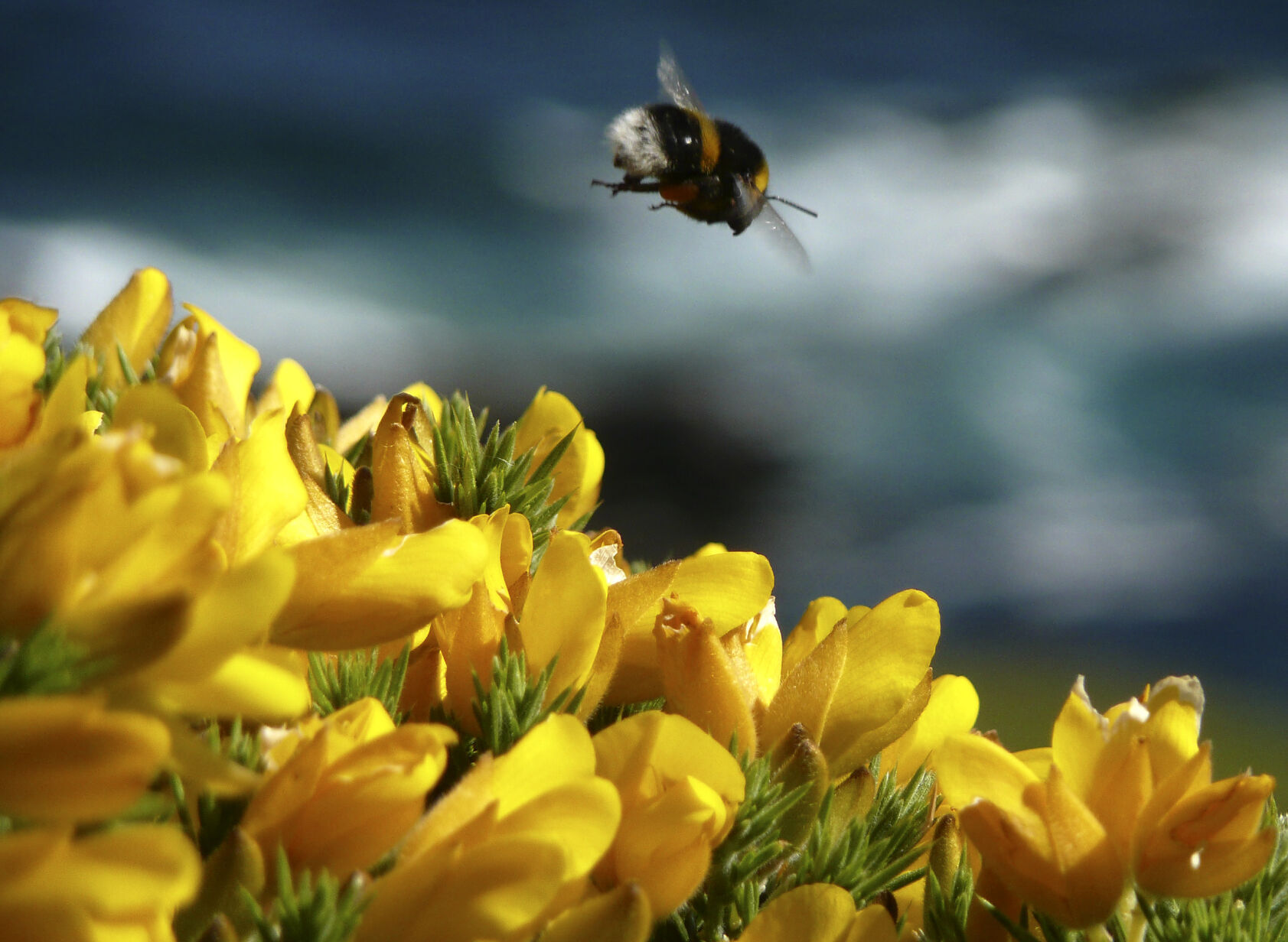 Britain Pollinators